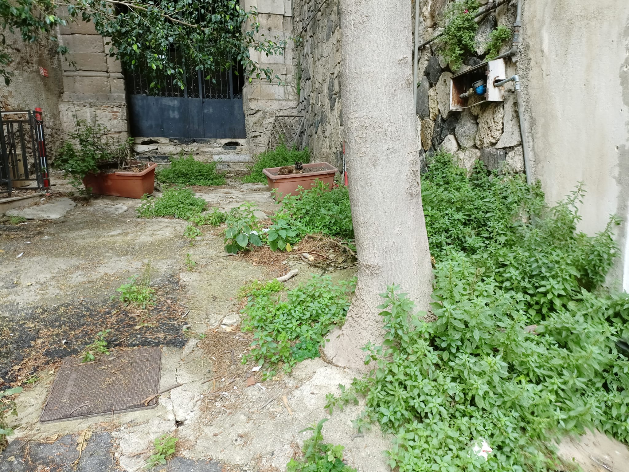 Condizioni di degrado ingresso fortezza Rocca Guelfonia