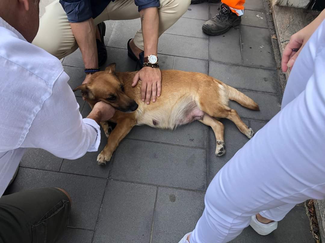 La cagnolina